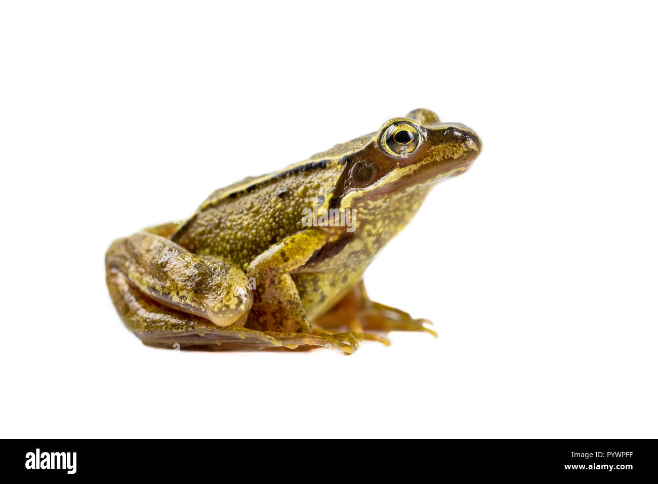 Brun commun grenouille (Rana temporaria) vu de côté et à la recherche dans l'appareil photo sur fond blanc avec clipping path Banque D'Images