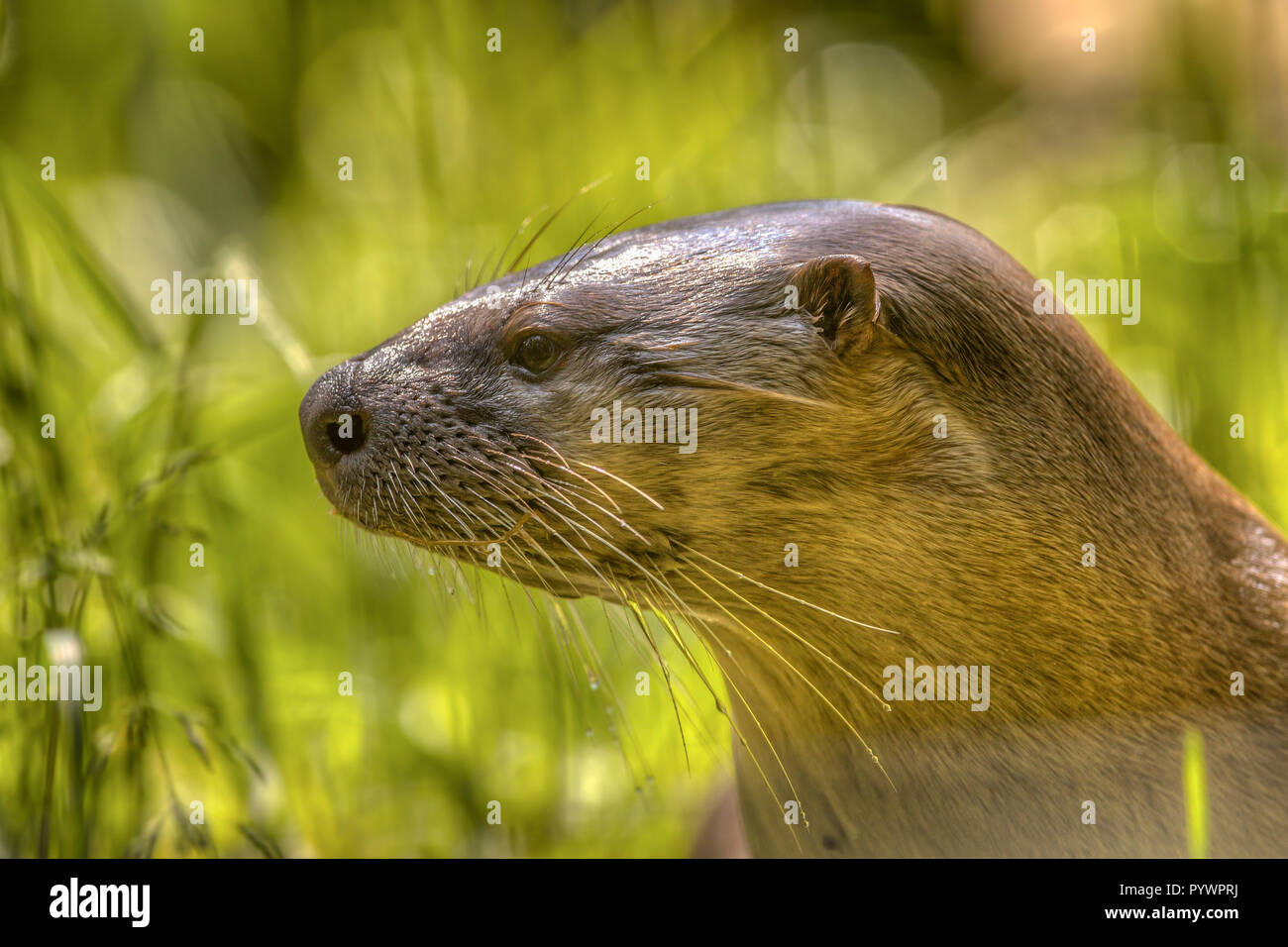 Portrait d'une loutre d'Europe (Lutra lutra), un endagered espèces dans toute l'Europe de l'Ouest Banque D'Images