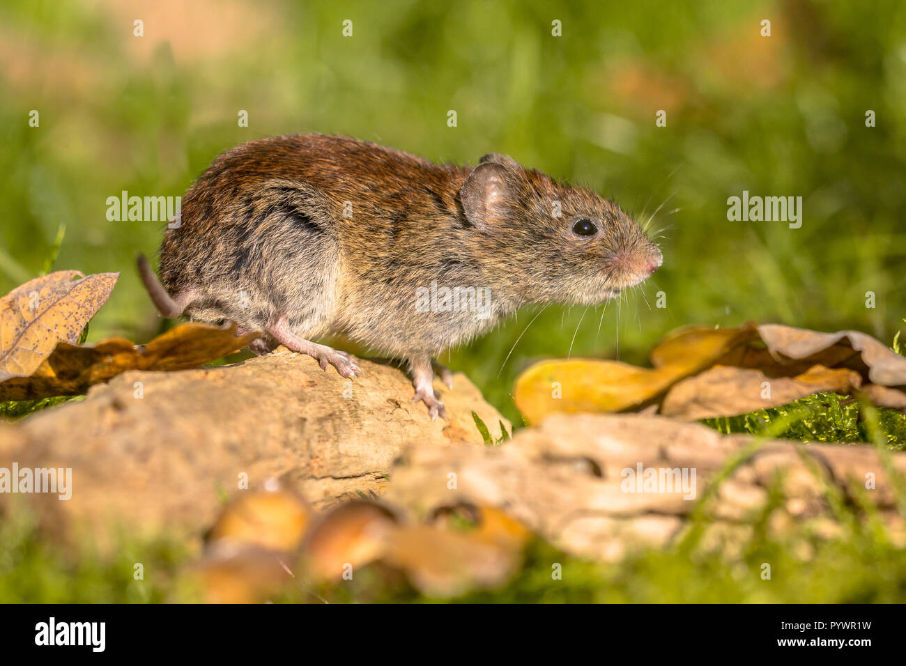 Campagnol roussâtre (Myodes sauvages glareolus) souris posing on log et à la recherche dans l'appareil photo de sol forestier Banque D'Images