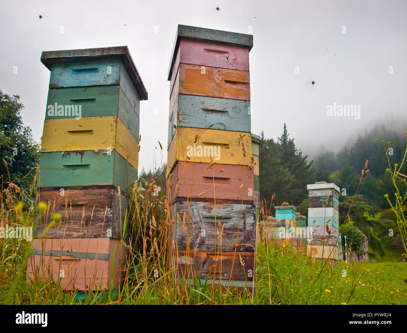 Dans les ruches en bois coloré Mountainious campagne avec l'essaimage des abeilles autour de Banque D'Images