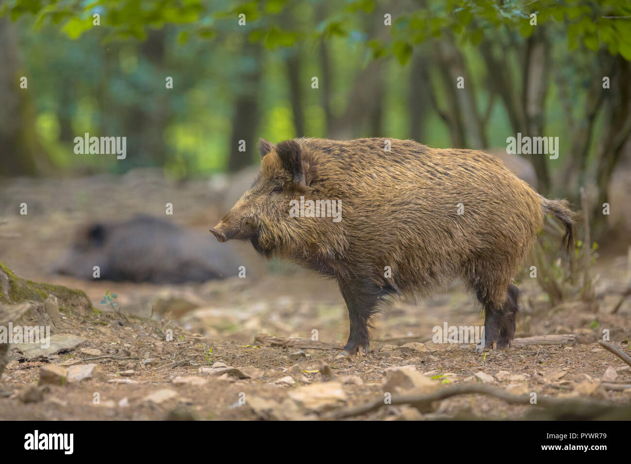 Le sanglier (Sus scrofa) Vue de côté dans un habitat forestier naturel Banque D'Images