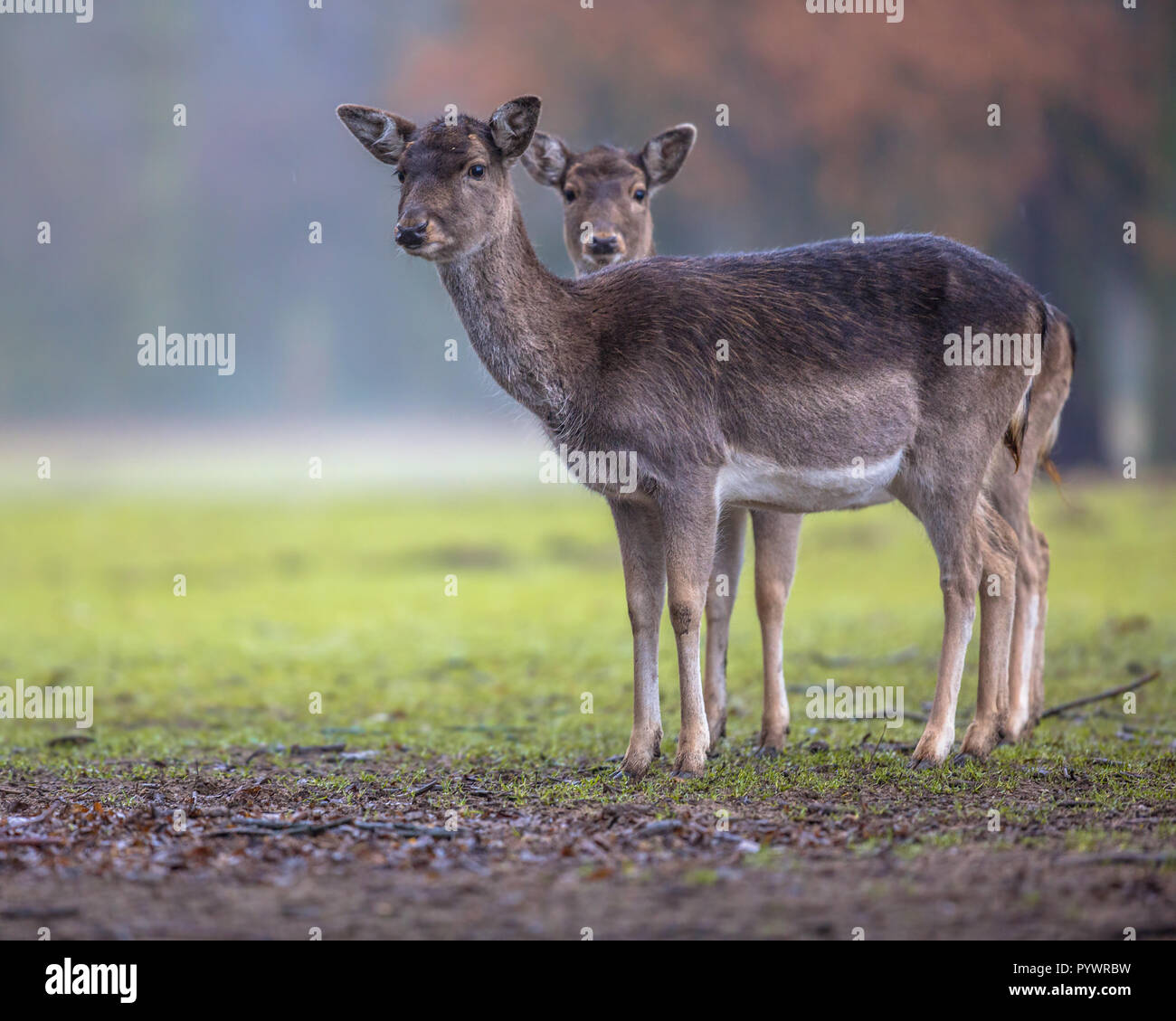 Deux femmes de couleur sombre et le daim (Dama dama) sur une clairière dans la forêt et à la recherche dans l'appareil photo Banque D'Images