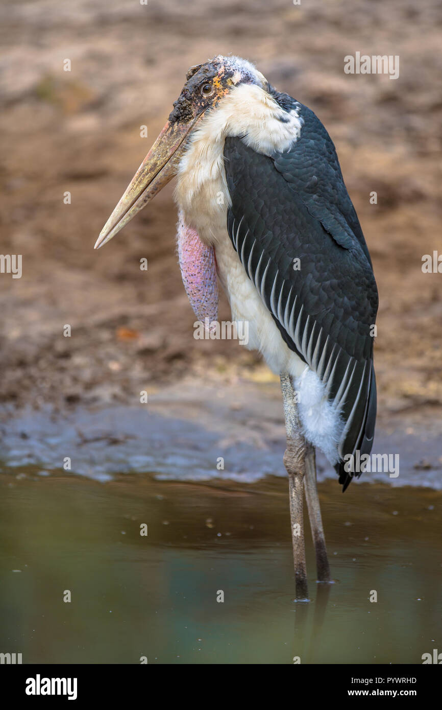 Marabou stork (crumenifer Flamant rose (Phoenicopterus ruber) l'espèce de Ciconiidae. Elle se reproduit dans l'Afrique. Banque D'Images