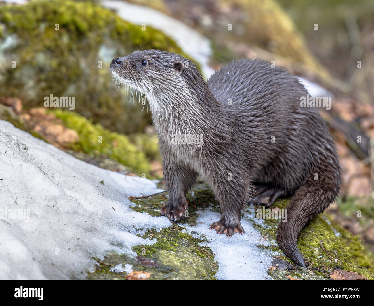 Loutre d'Europe (Lutra lutra) sur la rive couverte de neige en hiver Banque D'Images