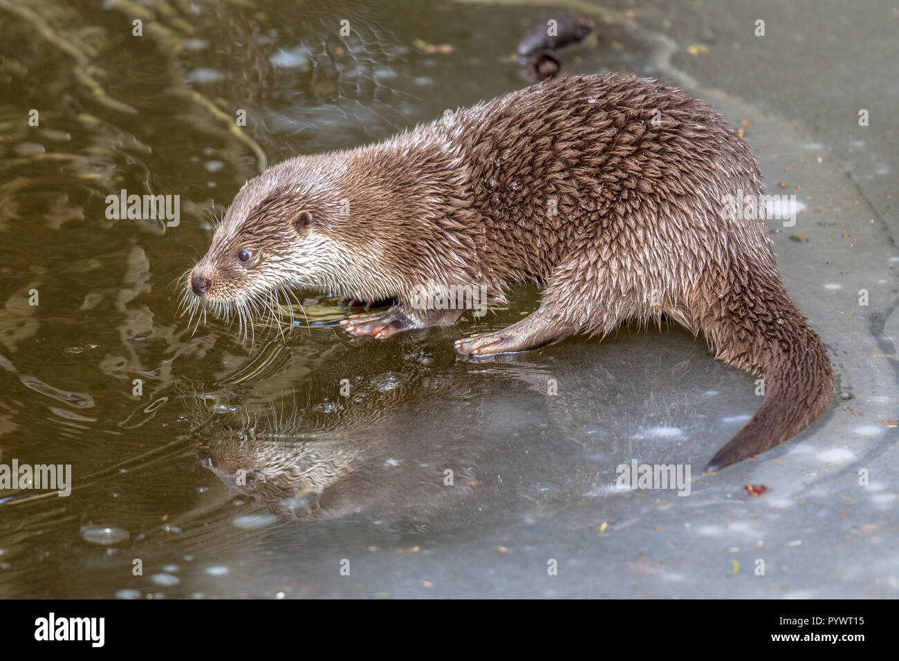 Les poissons d'Europe la loutre (Lutra lutra) sur la glace de rivière gelée en hiver Banque D'Images