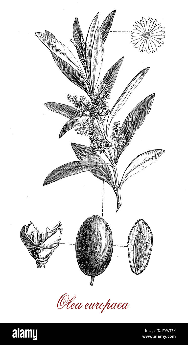 Gravure botanique vintage d'olive, arbre originaire de la région méditerranéenne, de l'agriculture source importante d'huile d'olive, fruits et bois.Le fruit est une drupe appelée olive aussi. Banque D'Images