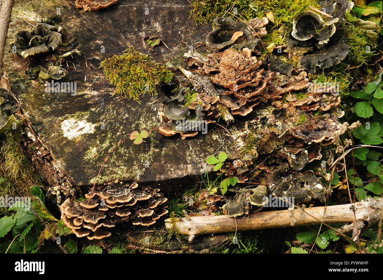 Souche d'arbre abattu cultivées avec de la mousse et des champignons dans la forêt support Banque D'Images