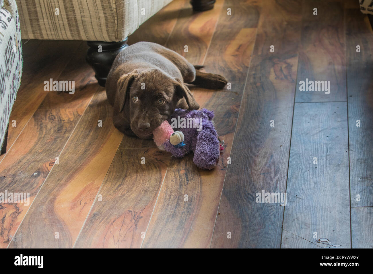 Adorable Chiot Lab Chocalate, mastiquer de jouet. Banque D'Images