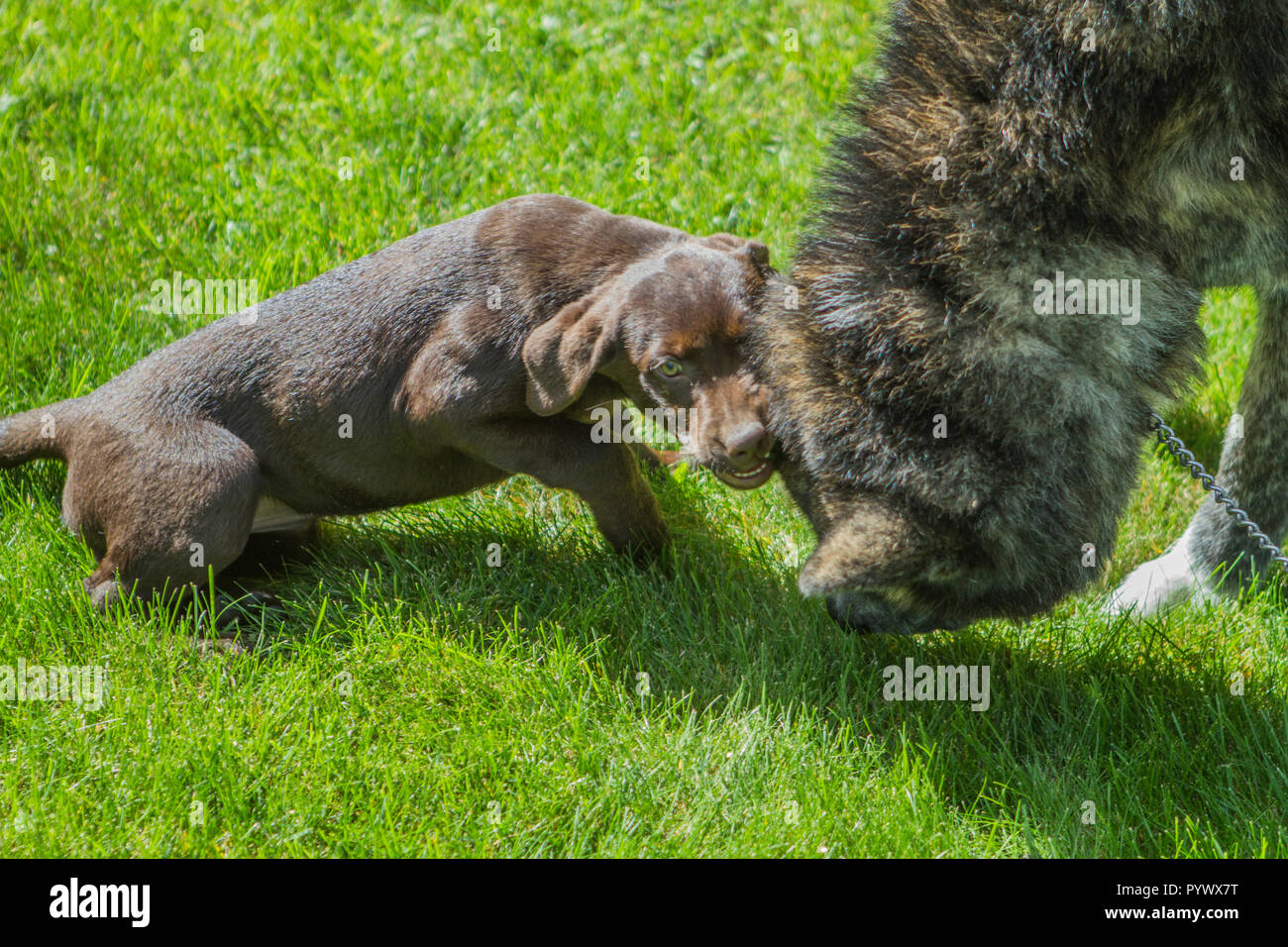 Adorable Chiot Lab Chocalate, plat lutte avec Akita, à l'extérieur. Banque D'Images