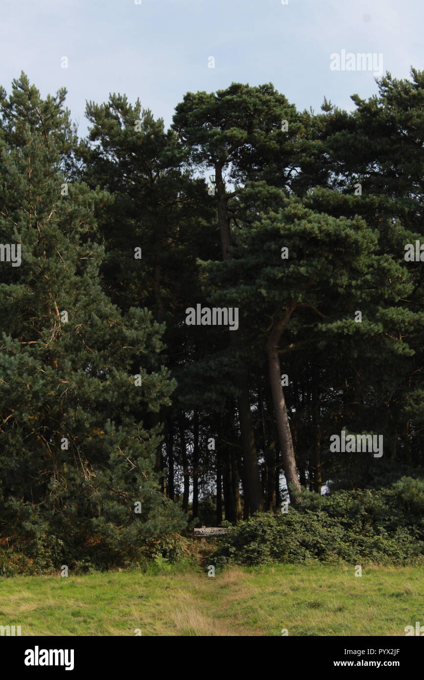 Les arbres dans la forêt d'Ashdown Banque D'Images