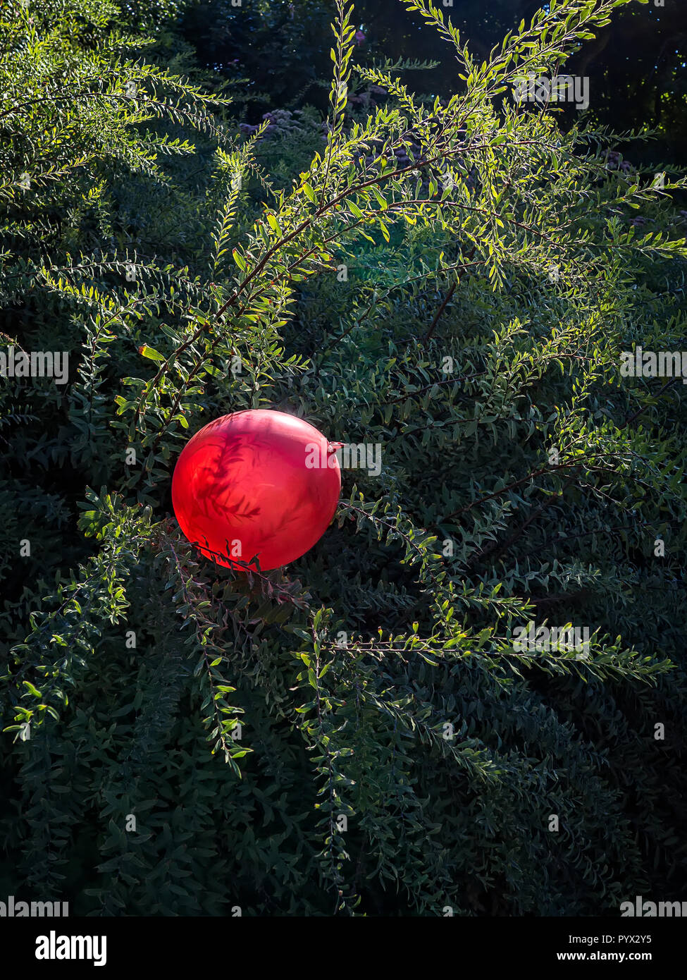 Un ballon rouge pris dans un site de verdure. Banque D'Images