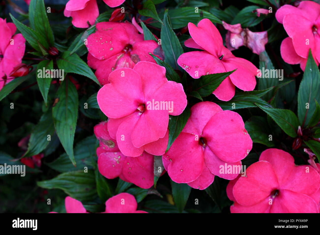 Guinée impatiens Impatiens hawkeri ou plante en fleurs avec de grandes fleurs rose foncé avec des pétales épais et pointu feuilles vert foncé en arrière-plan Banque D'Images