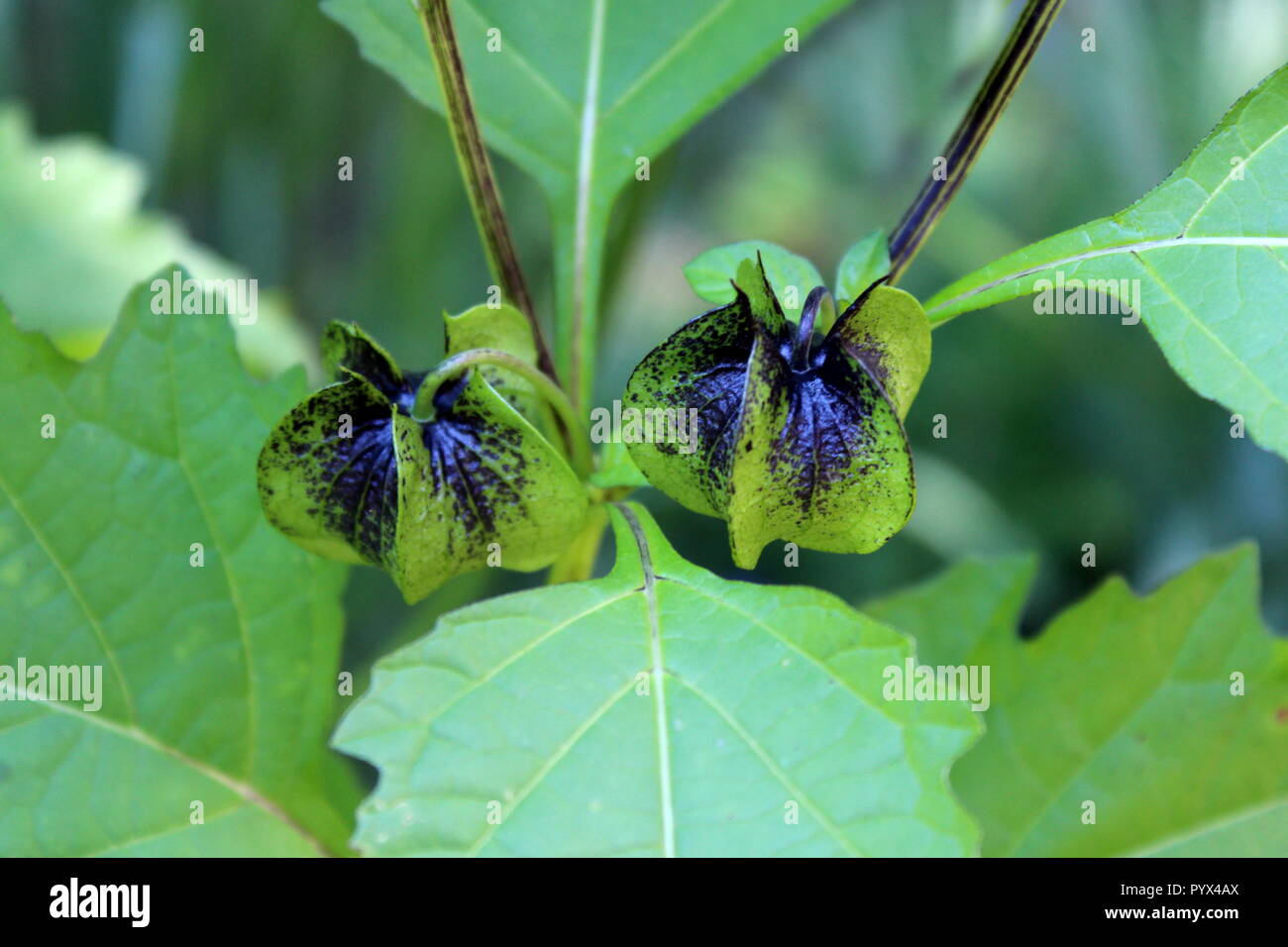 Nicandra physalodes ou Apple-de-Pérou ou shoo-fly planter deux lantern comme vert au noir des boutons de fleurs entouré de plusieurs feuilles dans jardin local Banque D'Images