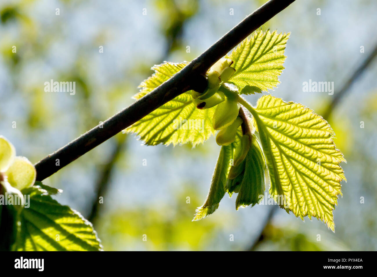 Une vue rapprochée de nouvelles feuilles de Hazel (corylus avellana) émergeant dans le soleil de printemps. Banque D'Images