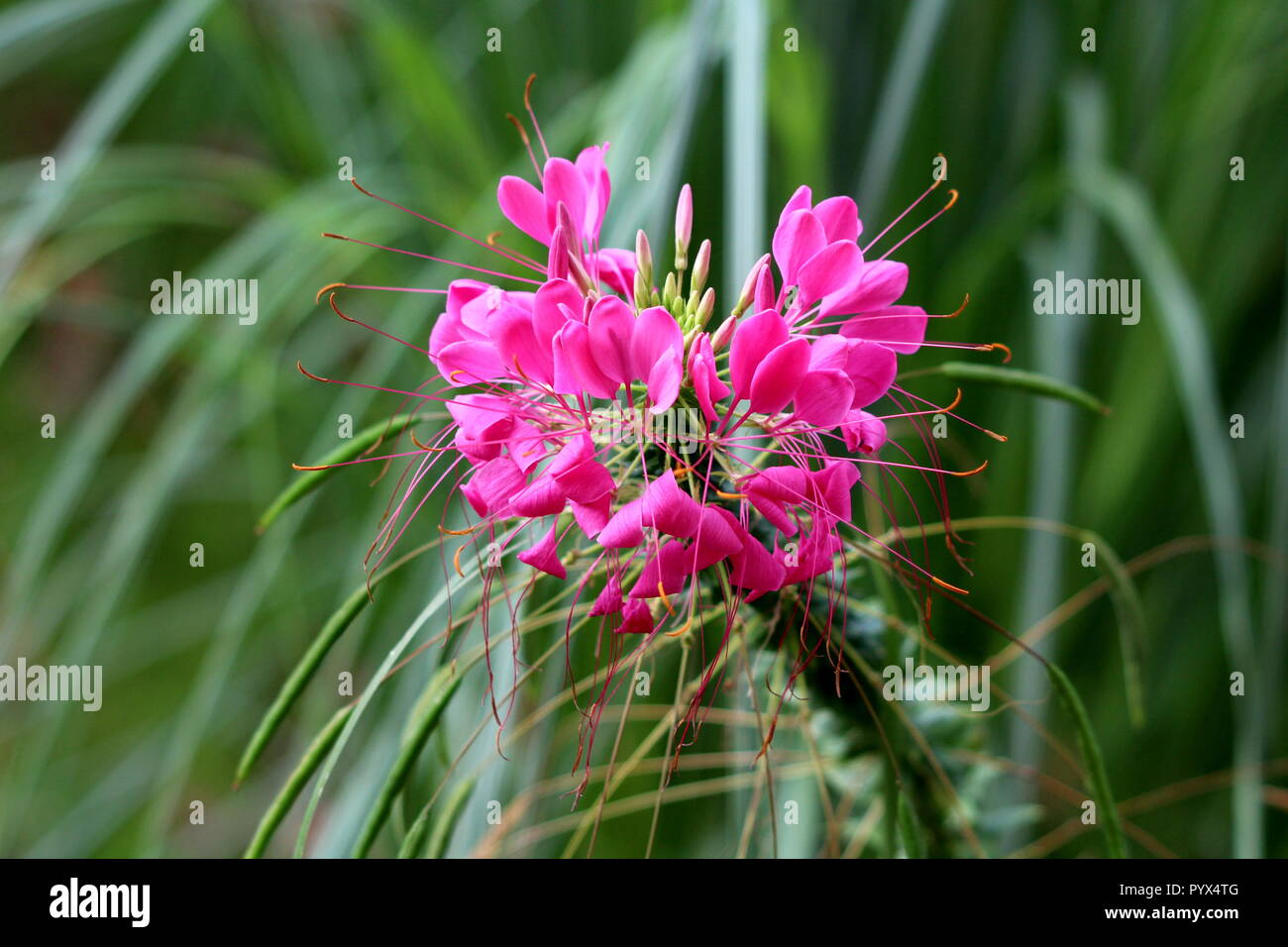 Cleome hassleriana araignée fleur ou plante araignée ou grands-pères ou de plantes à fleurs en croissance annuelle moustaches avec palmately feuilles composées Banque D'Images