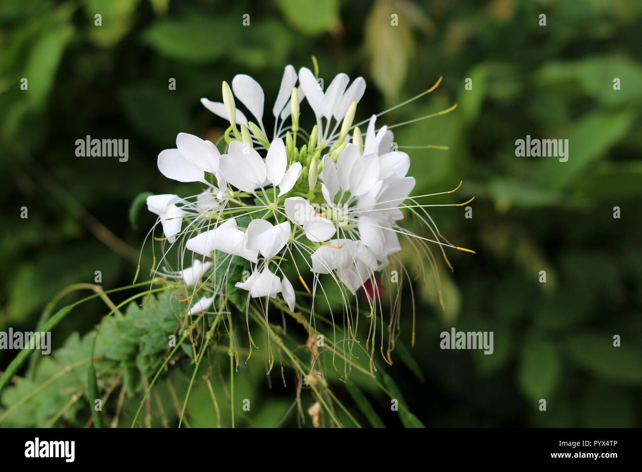 Cleome hassleriana araignée fleur ou plante araignée ou grands-pères ou de plantes à fleurs en croissance annuelle moustaches avec palmately feuilles composées Banque D'Images