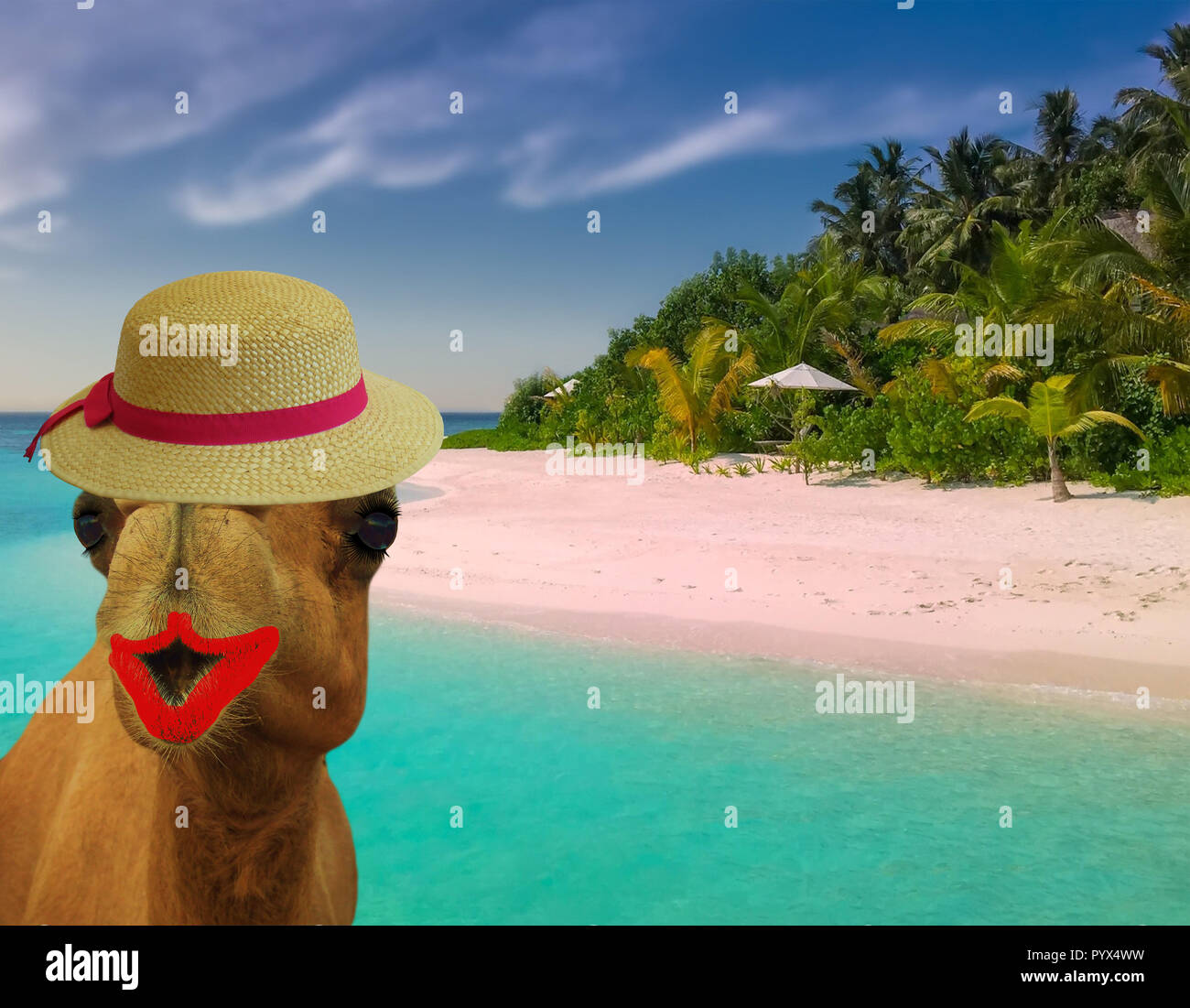 Concept de vacances drôle de chameau dans composent et portant un chapeau  de paille à une plage tropicale Photo Stock - Alamy
