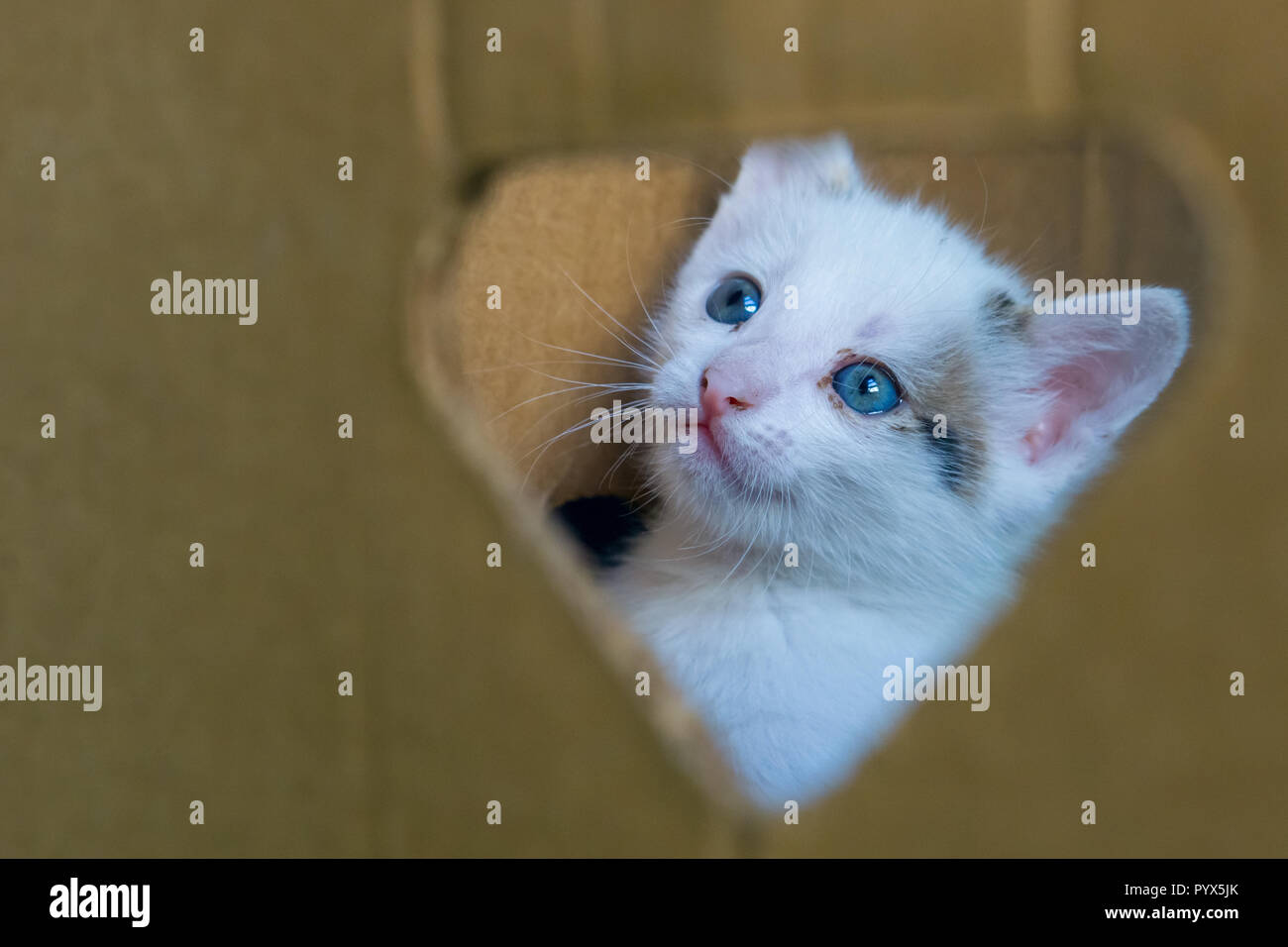 Petit Chat Blanc Aux Yeux Bleus A Travers Le Trou Dans La Boite Photo Stock Alamy Petit Chat Blanc Aux Yeux Bleus A Travers Le Trou Dans La Boite Photo Stock Alamy