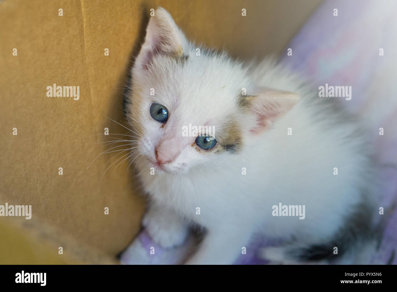 Petit Chat Blanc Aux Yeux Bleus S Asseoir Dans La Boite Photo Stock Alamy