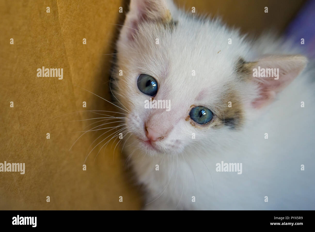 Petit Chat Blanc Aux Yeux Bleus S Asseoir Dans La Boite Photo Stock Alamy
