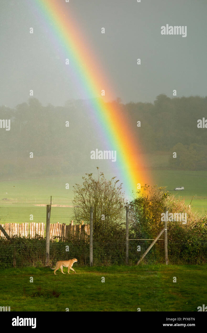 Big cat Cheetah nommé Carl, rôde dans les guépards boîtier sur l'jour pluvieux avec pluie et rainbow au Longleat Safari Park, Longleat House. Le Wiltshire. England UK. (103) Banque D'Images