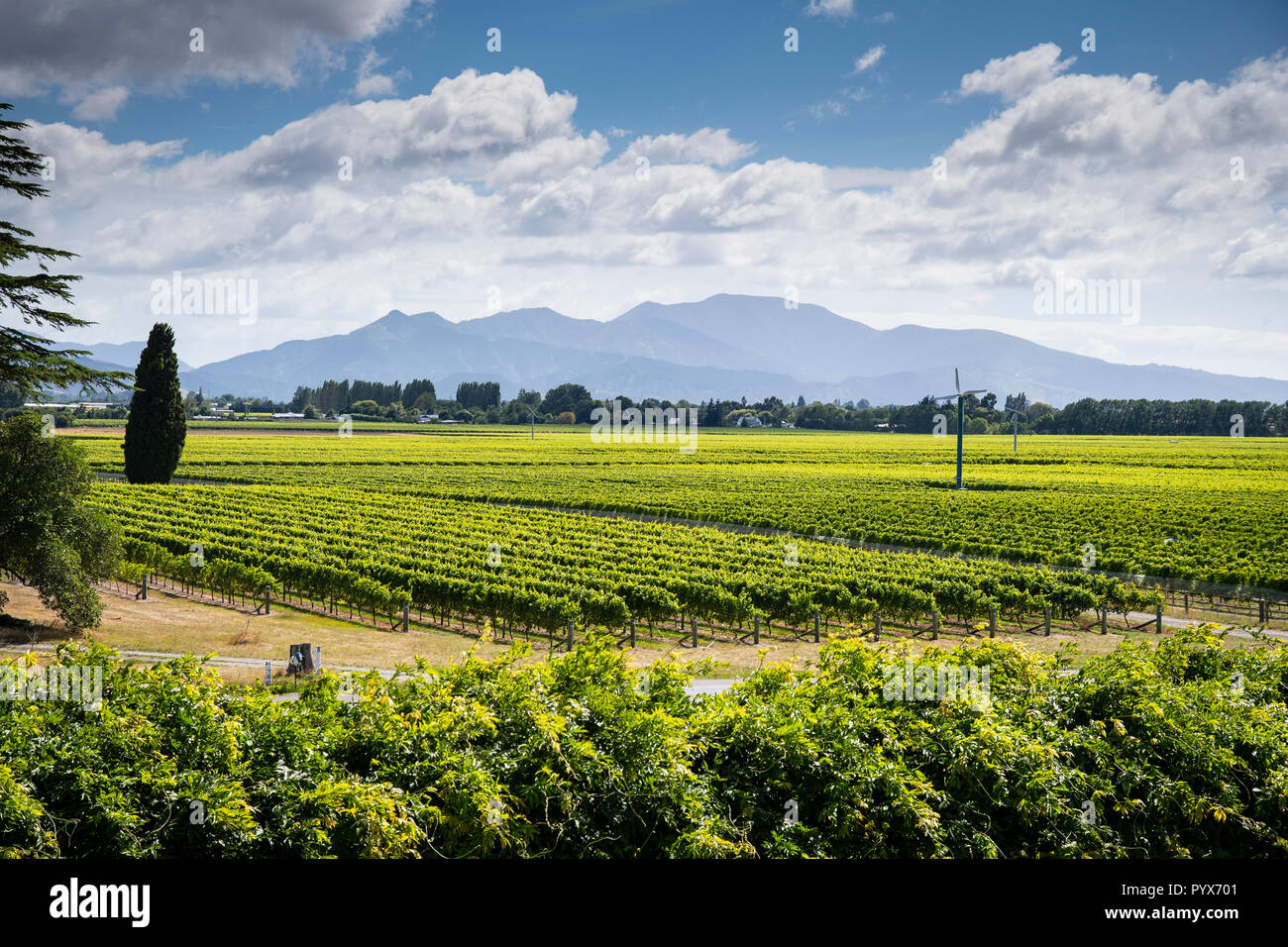 Vue panoramique de vin de Marlborough en Nouvelle-Zélande destination Banque D'Images