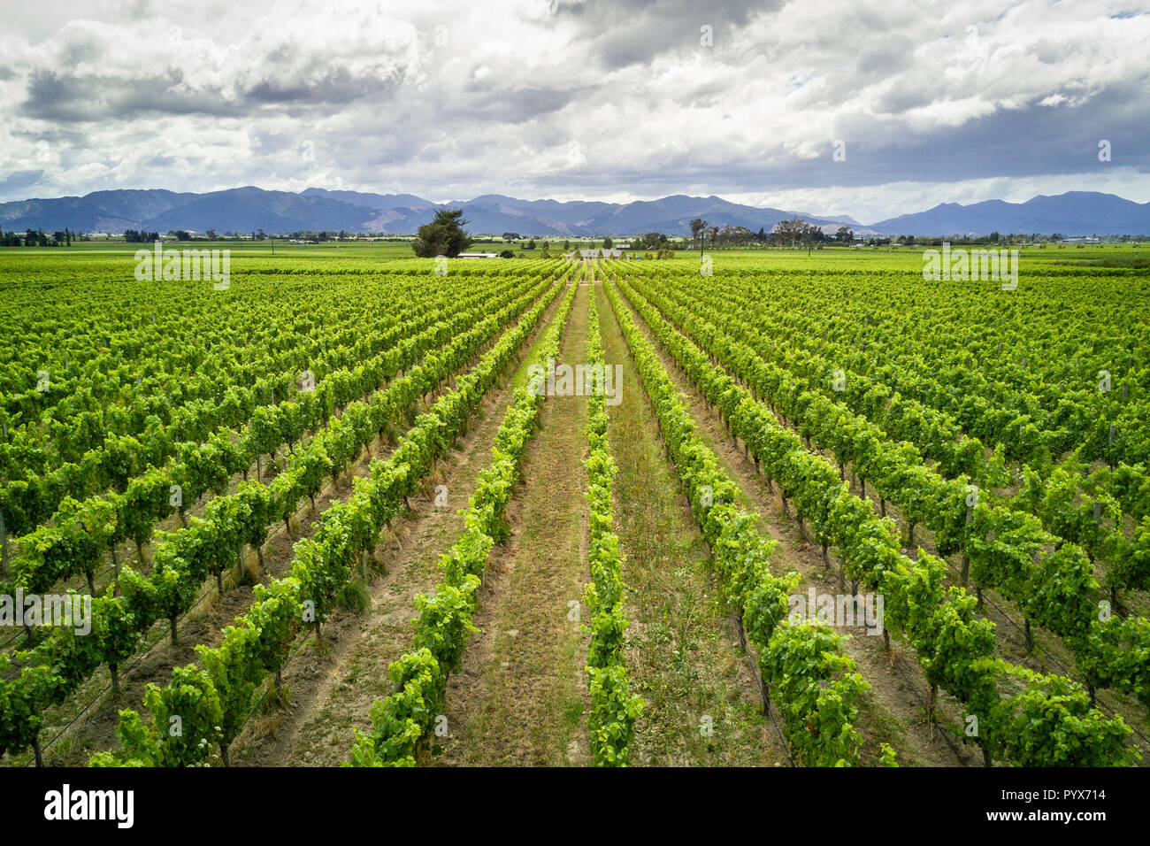 Vue panoramique de vin de Marlborough en Nouvelle-Zélande destination Banque D'Images