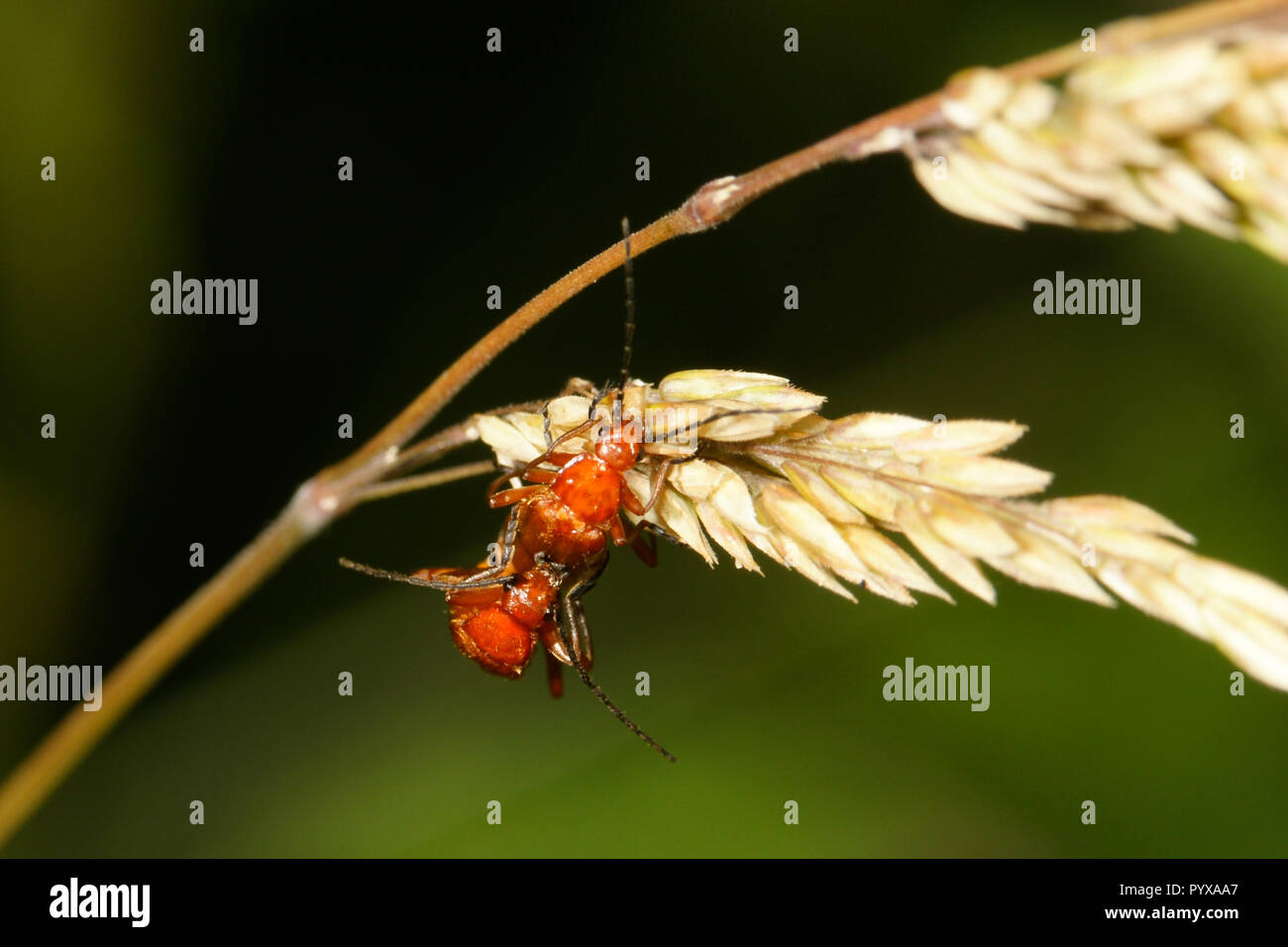 Soldat rouge commun - beetle Rhagonycha fulva Banque D'Images