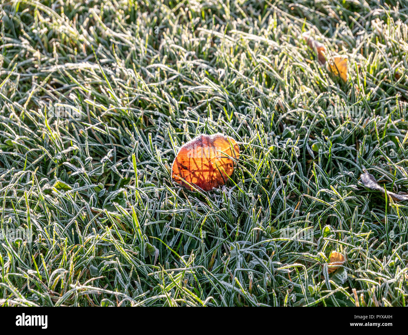 Close up Image de premier matin givre sur les feuilles sur pré vert Banque D'Images