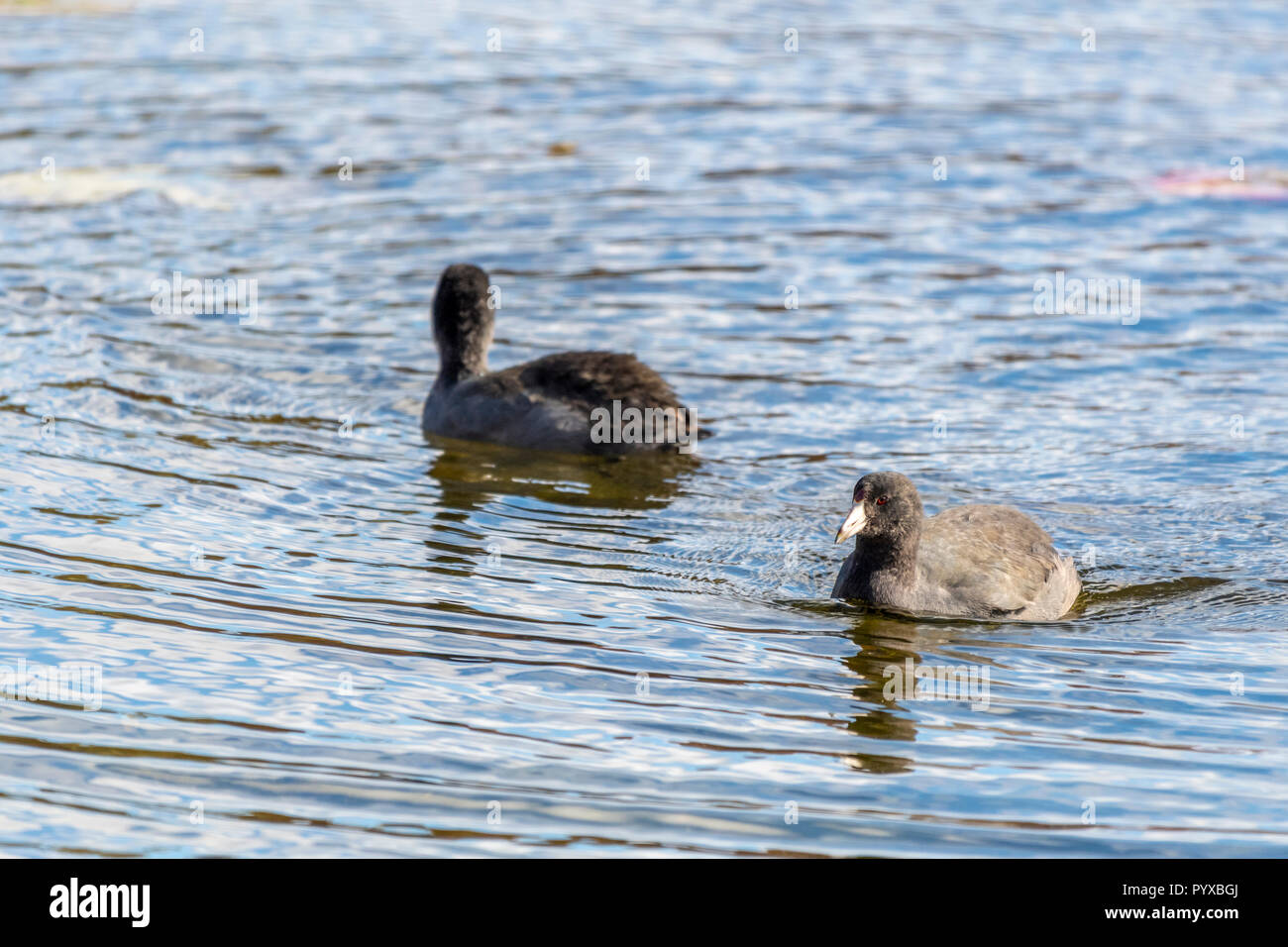 Deux Foulques d'Amérique (Fulica americana) natation. Banque D'Images Deux Foulques d'Amérique (Fulica americana) natation. Banque D'Images