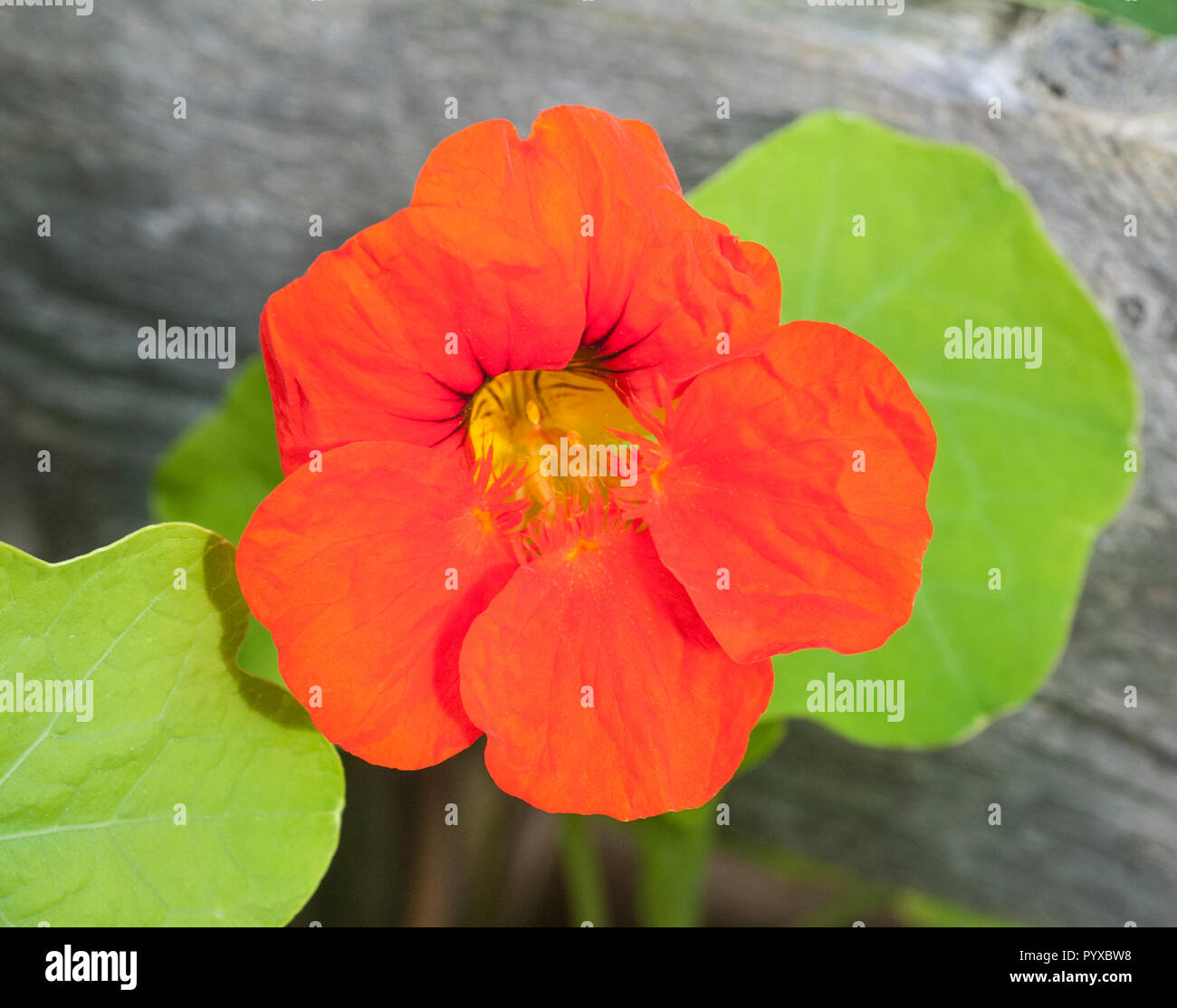 Nasturttium Rose Cerise une floraison d'été .remorque touffue idéal pour les pots et conteneurs ainsi que la culture le long d'une clôture . Banque D'Images