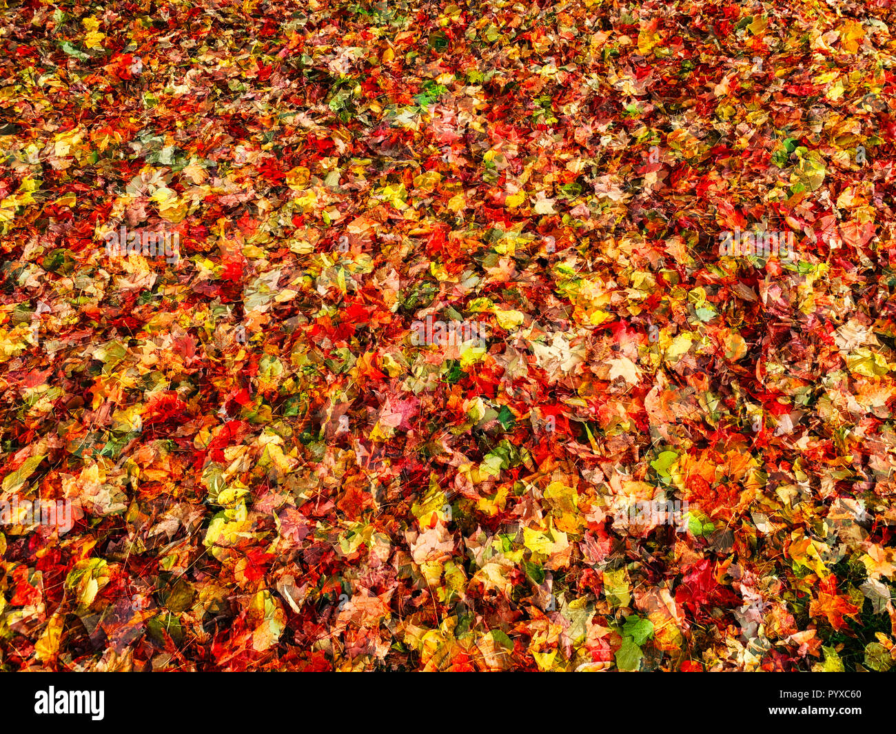 Abstraction-Composition avec des feuilles d'automne Banque D'Images