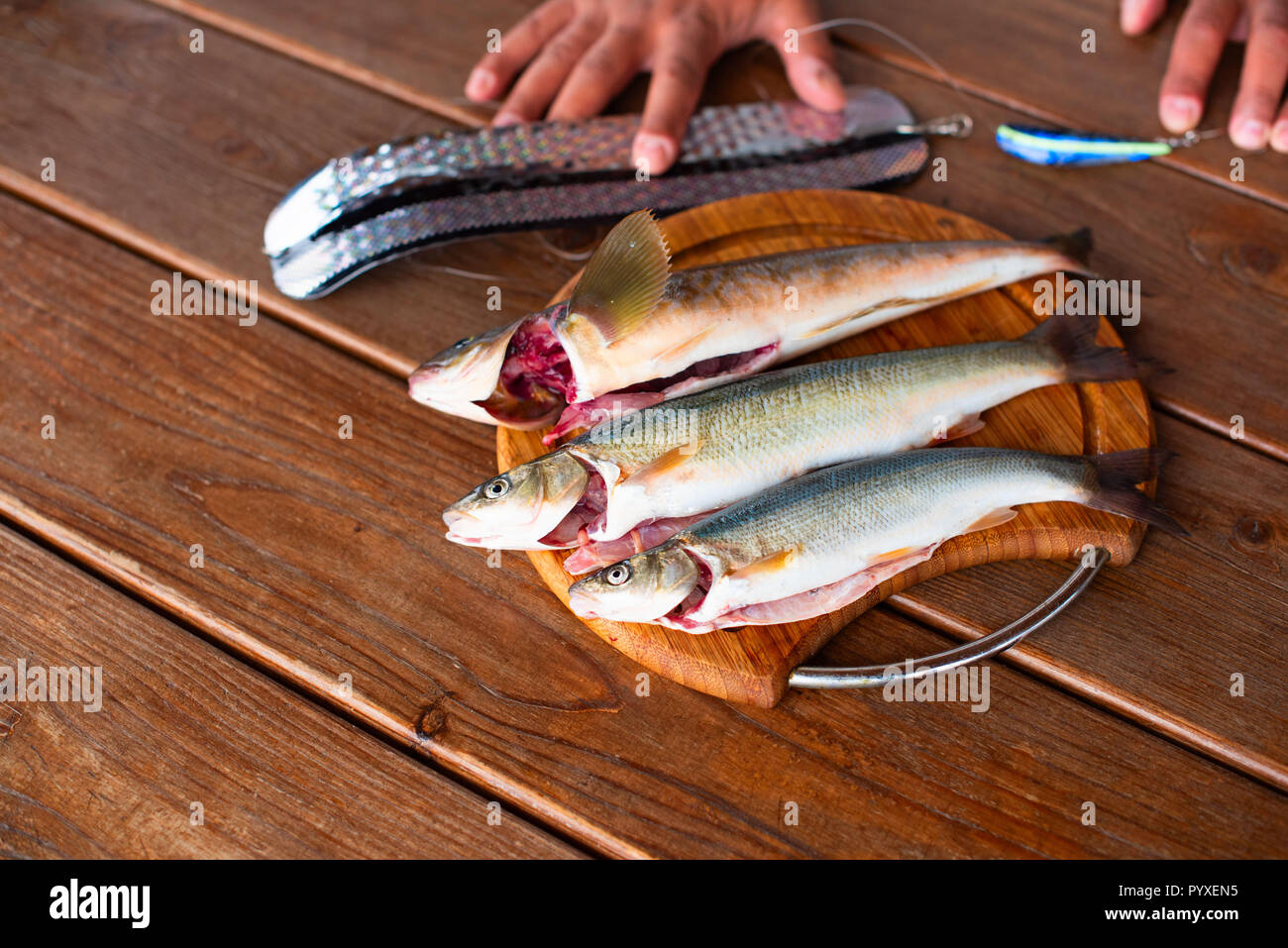 Les prises de poissons frais de la mer se trouve sur une planche à découper sur une table en bois. Top View copy space Banque D'Images