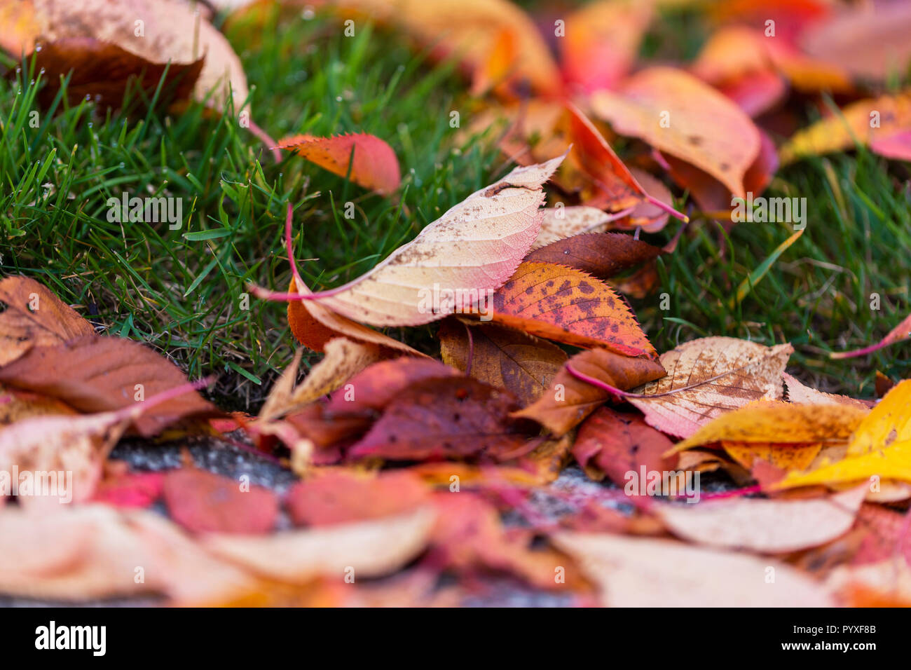 Un tas de feuilles d'arbre sur le terrain Banque D'Images