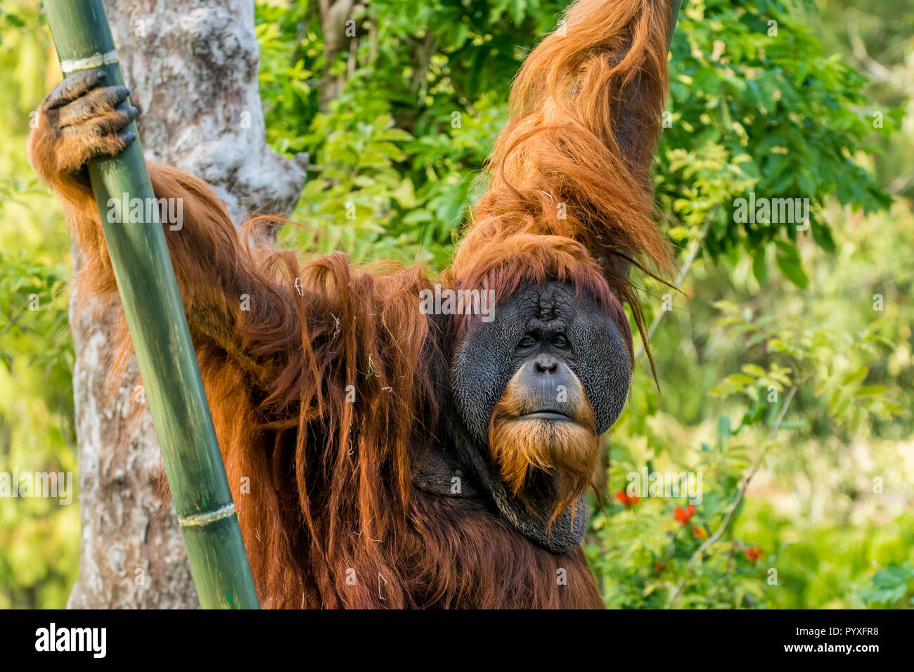 Orang-outan de Sumatra (Pongo mâle abelii) au Zoo de San Diego, en Californie. Banque D'Images