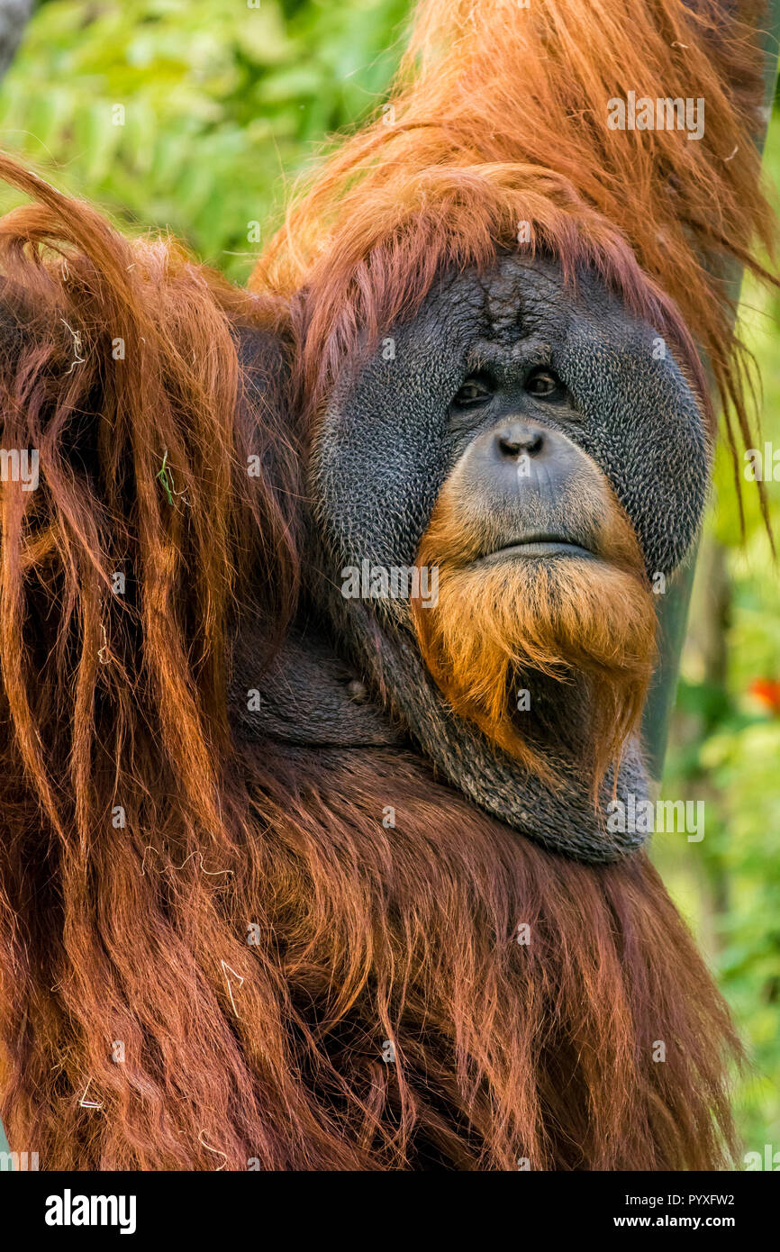 Orang-outan de Sumatra (Pongo mâle abelii) au Zoo de San Diego, en Californie. Banque D'Images