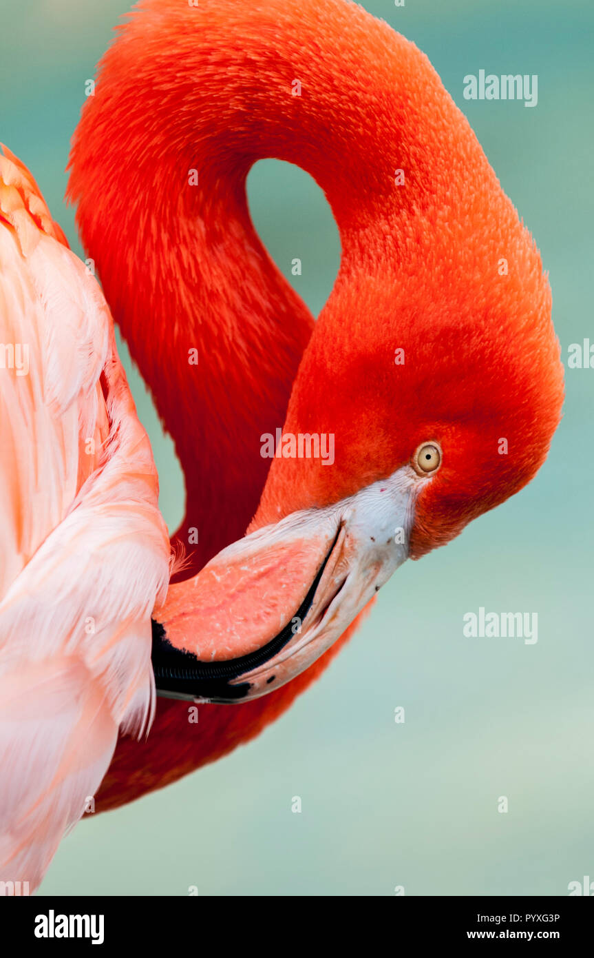 American flamingo (Phoenicopterus ruber), du Zoo de San Diego, en Californie. Banque D'Images