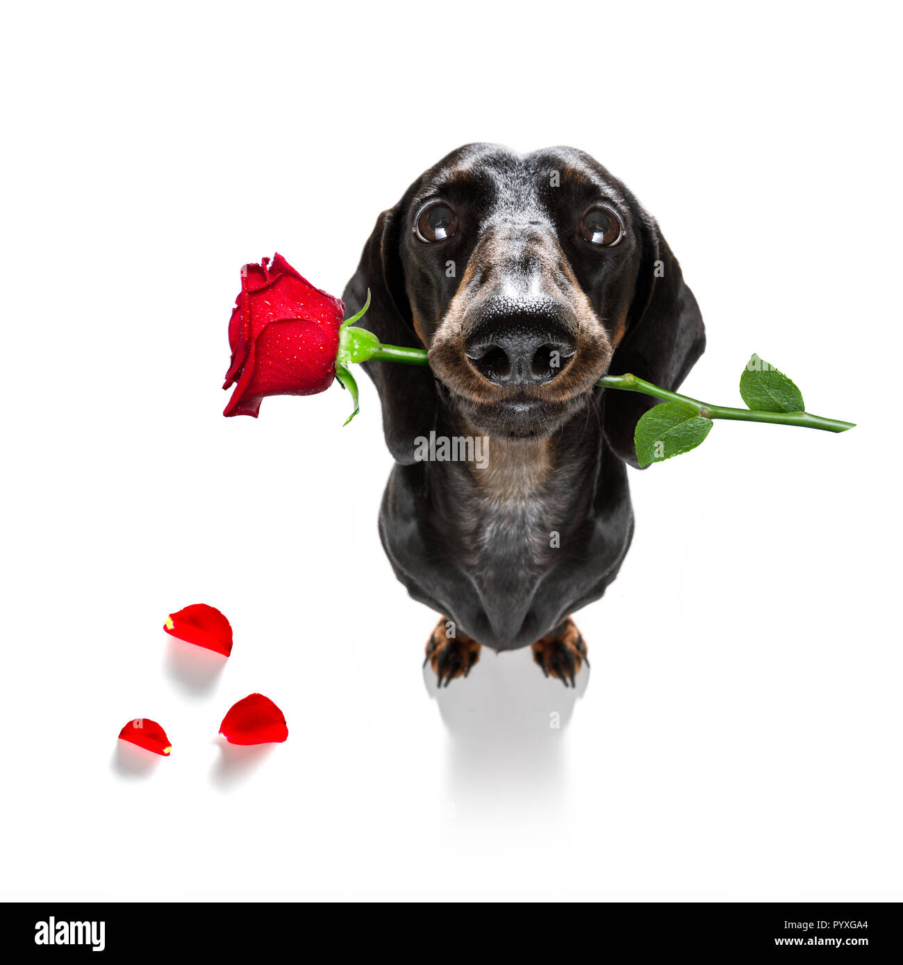 Broche Chien Teckel GFM - Métal Et Alliage - Cadeau Pour Amoureux Des Chiens - Anniversaire, Noël