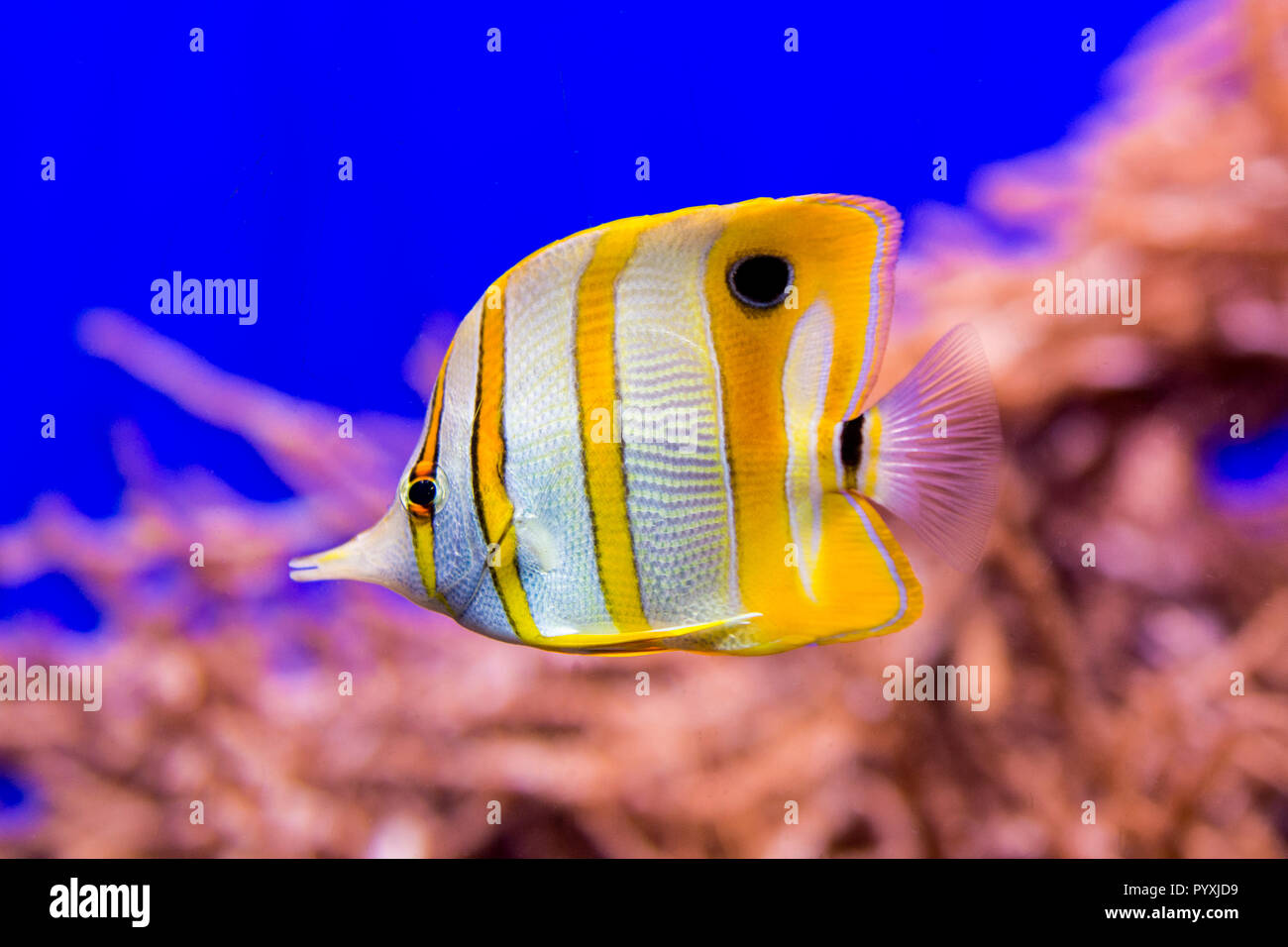 (Chelmon à bec médiocre (Chelmon Rostratus)), le Birch Aquarium au Scripps, San Diego, Californie. Banque D'Images