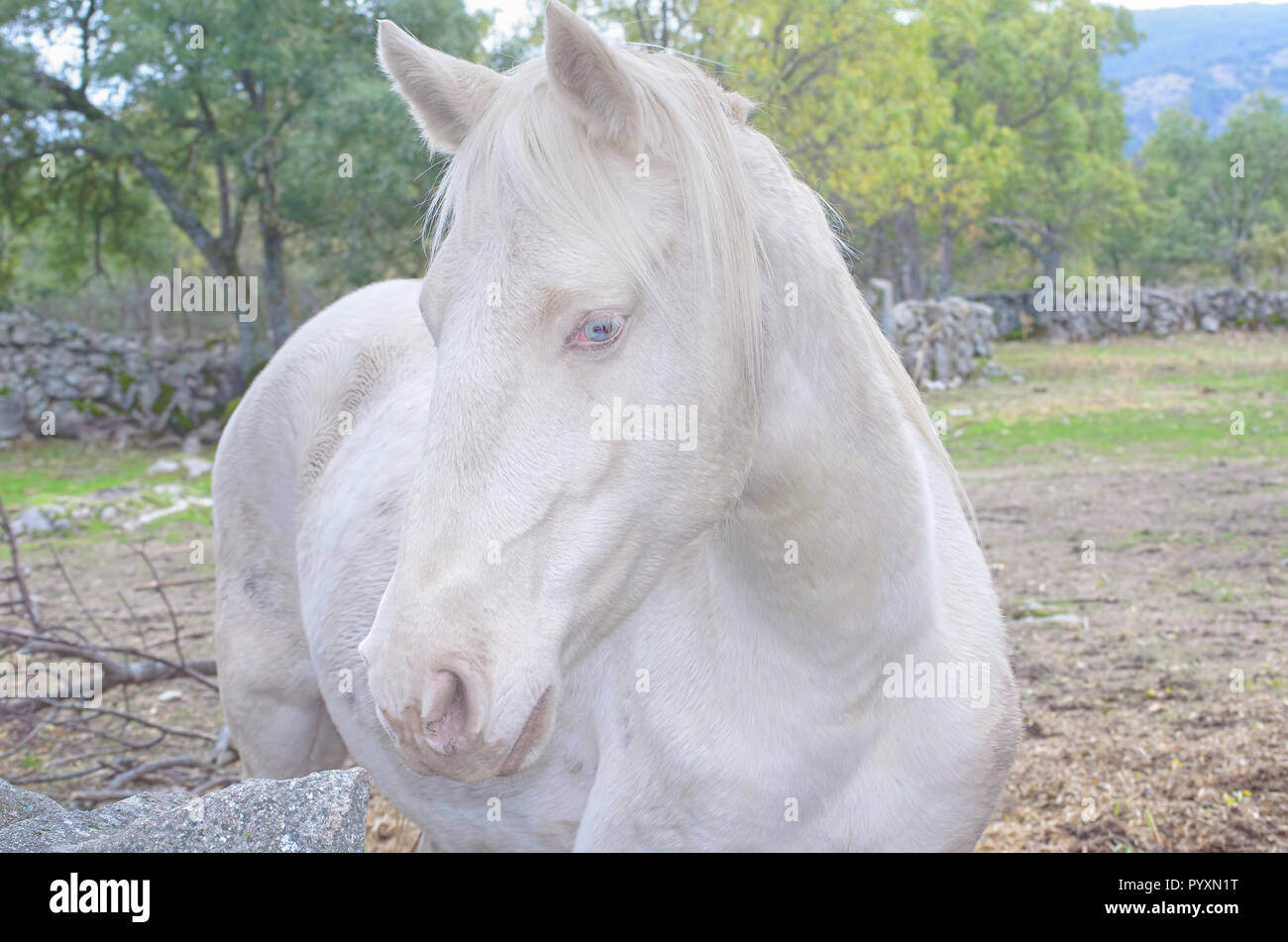 Cheval aux yeux bleus Banque de photographies et d’images à haute résolution Page 3 Alamy