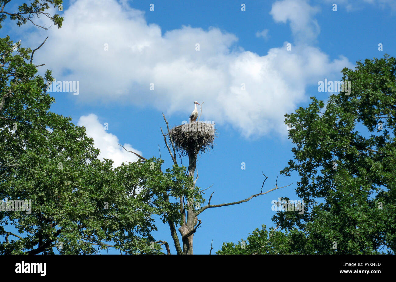 Grand Oiseau Blanc Avec Un Bec Rouge Dans Un Nid De