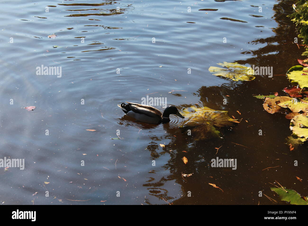 Piscine de canards sur un lac mon nénuphars Banque D'Images