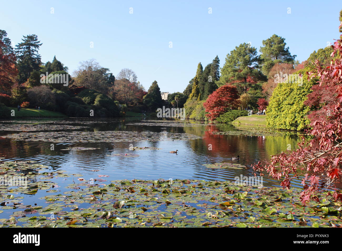 Les arbres d'automne arbres se reflétant dans le lac à Sheffield Park Banque D'Images