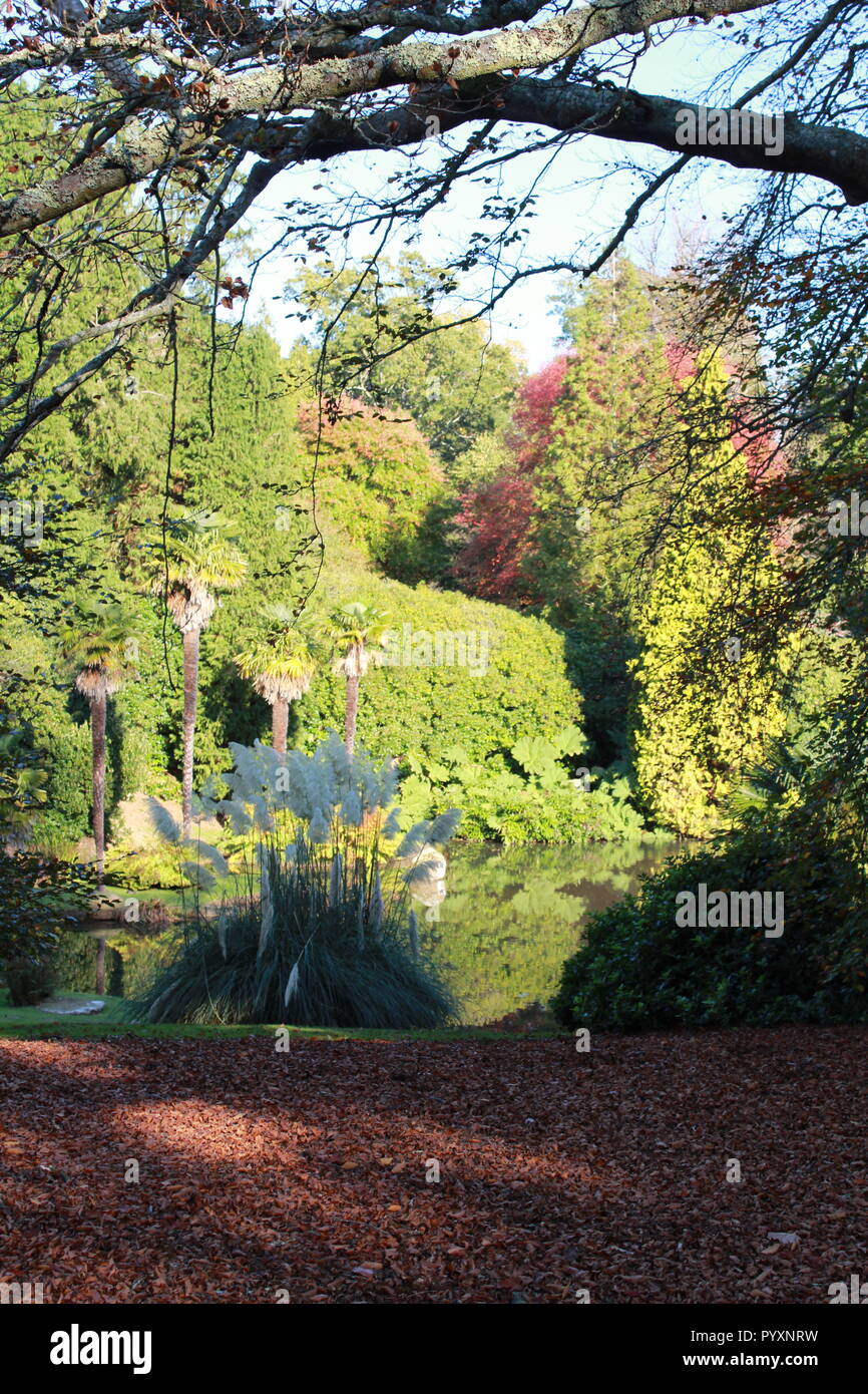 Arbres en automne avec les feuilles tombées à Sheffiield park, National Trust garden Banque D'Images