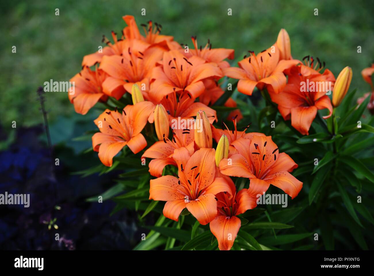 Beaucoup de belles tiger lilies sur fond vert. Banque D'Images
