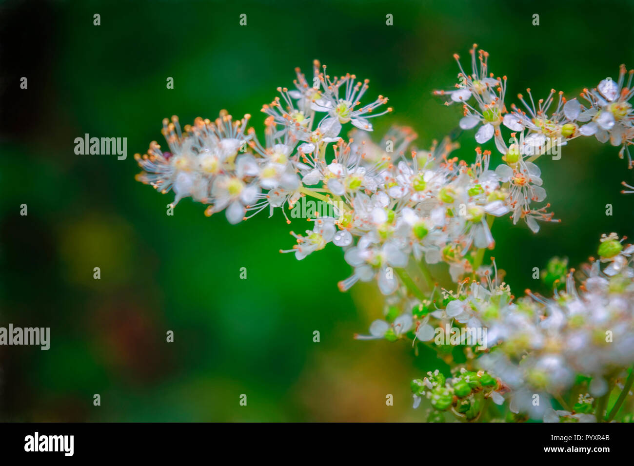 Fleurs Et Boutons De Fleurs De Reine Des Pres Filipendula Ulmaria L Eau D Une Usine De Nourriture Pour Fleurs Feuilles D Erable Pour Leurs Proprietes Analgesiques Photo Stock Alamy