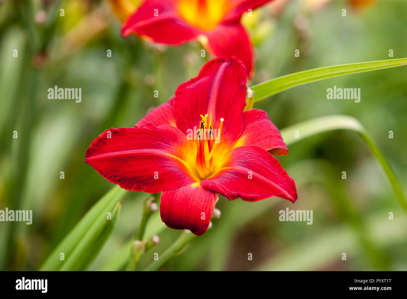 Close-up of red Lillies Banque D'Images