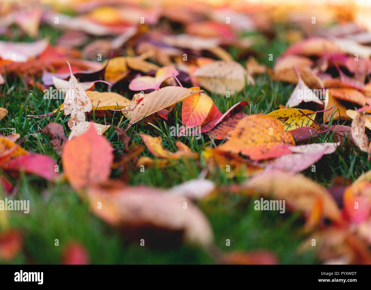 Un tas de feuilles dans le sol sur un jour d'automne Banque D'Images