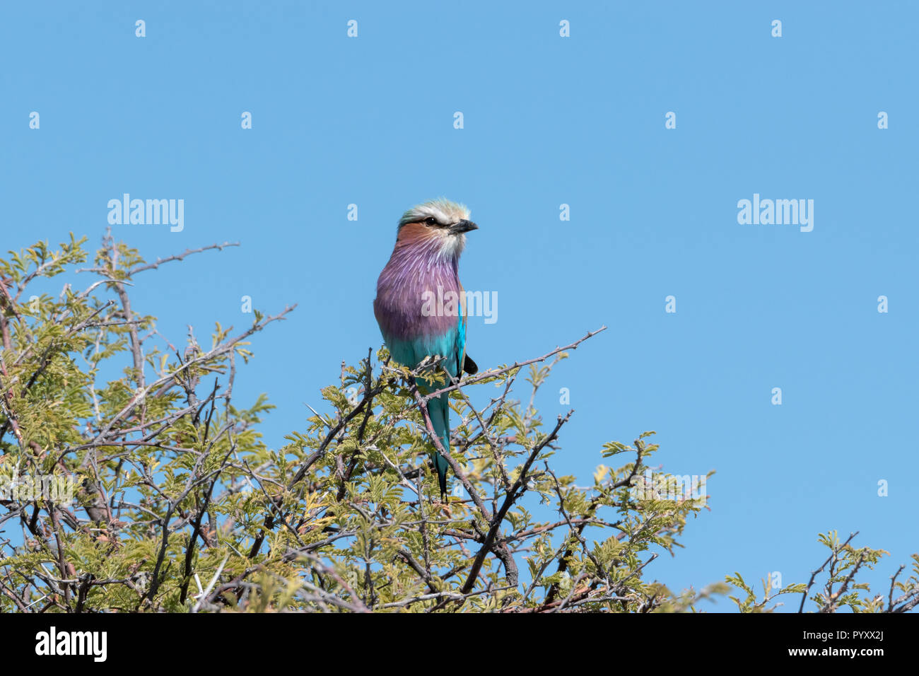 Belle lilac breasted roller assis sur l'arbre épineux vert, la Namibie, l'Afrique Banque D'Images