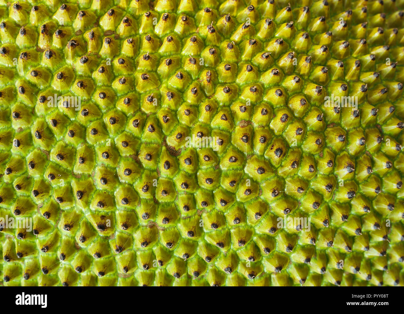 Jaque vert texture background, gros plan Banque D'Images